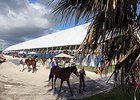 Consignors Upbeat Ahead of F-T Florida Sale Consignors Upbeat Ahead of F-T Florida Sale