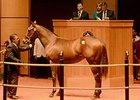 Hip 278 by Harlan's Holiday sold for $250,000.