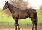 Midnight Lute