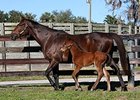 The first reported foal by Liaison, a filly out of Dakota Sis