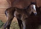 First Foal by Emcee Delivered in New York First Foal by Emcee Delivered in New York