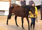Diara Angel was purchased for 100,000 guineas ($164, 420).