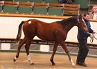 Lot 271, a Champs Elysees colt, brought 160,000 guineas.