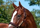 Belmont Winner Summer Bird Dies in Japan Belmont Winner Summer Bird Dies in Japan
