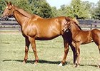 Easter Bunnette, Dam of Havre de Grace, Dies Easter Bunnette, Dam of Havre de Grace, Dies