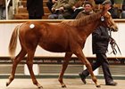 European Sales Record Eclipsed at Tattersalls European Sales Record Eclipsed at Tattersalls