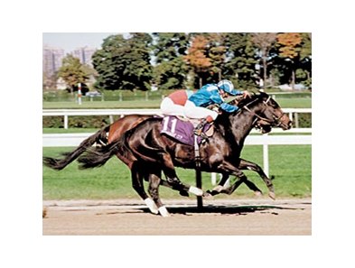Dayjur in the 1990 Breeders' Cup Sprint.<br><a target="blank" href="http://photos.bloodhorse.com/Classics/Classic-Photos/22651042_hrMBZZ#!i=2790452740&k=TX5mHnj">Order This Photo</a>