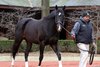 Freshman sire Violence at Hill 'n' Dale Farms