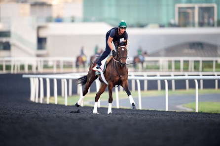 Royal Delta works at Meydan in preparation for the 2013 Dubai World Cup races.