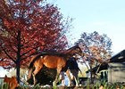 The Keeneland November Sale.
