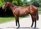 Wounded Warrior Stable Lands Tapit Colt Wounded Warrior Stable Lands Tapit Colt