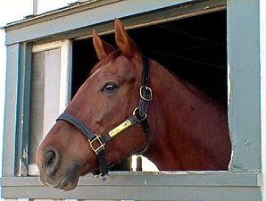 Funny Cide to Make Appearance in Saratoga Funny Cide to Make Appearance in Saratoga