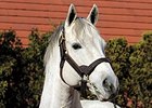 Tapit Shatters Single-Season Earnings Mark Tapit Shatters Single-Season Earnings Mark