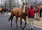 Gamay Noir, Hip 112, was the session 1 sale topper at $375,000.