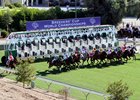 Turf racing at Santa Anita Park