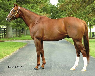 Kitten's Joy stands at Ramsey Farm and holds a lifetime progeny earning of over $29 million dollars.
