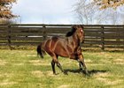 Ghostzapper in his paddock at Adena Springs
