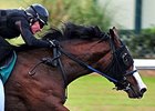Three Work in :20 3/5 at OBS March Preview Three Work in :20 3/5 at OBS March Preview