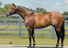 Top Florida Sire Wildcat Heir Euthanized Top Florida Sire Wildcat Heir Euthanized