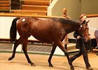 Lot 1230, a Motivator filly sold for 320,000 guineas Oct. 16.