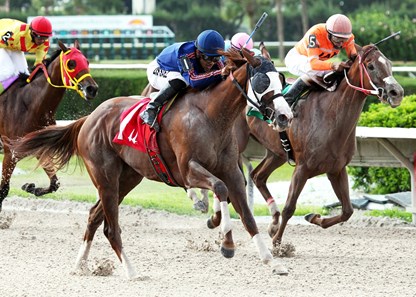 Beloveda overpowers the rest of the field in the 2012 Tropical Starter Series Stakes at Calder Race Course.