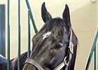 Pioneerof the Nile