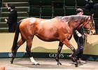 Dreaming Of Rubies, lot 446, was the day 2 session topper.
