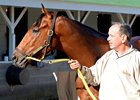 Grade 2 winner Wildcat Red will stand the 2018 season at Buck Pond Farm near Versailles, Ky.