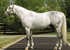 Unbridled's Song