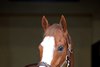 Highest price new stallion Will Take Charge at Three Chimneys Farm near Midway, Kentucky.