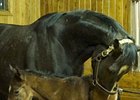 Rachel Alexandra and her 2013 Bernardini filly.