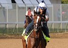 Normandy Invasion on the track on May 2.<br><a target="blank" href="http://photos.bloodhorse.com/TripleCrown/2013-Triple-Crown/Kentucky-Derby-Workouts/29026796_jvcnn8#!i=2489650307&k=28NGLvv">Order This Photo</a>