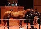 Pope Goes to $420,000 for Bellamy Road Colt Pope Goes to $420,000 for Bellamy Road Colt
