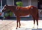 Keeneland September - Hip 459 by Speightstown Keeneland September - Hip 459 by Speightstown