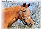 Marshesseaux, Dam of Left Bank, Dies Marshesseaux, Dam of Left Bank, Dies