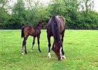 Tizamazing, dam of Preakness winner Oxbow with her 2013 Unbridled's Song colt born on April 16, 2013, at Burleson Farm in Kentucky.