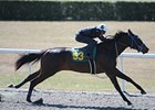 Hip No 93, a filly by Colonel John -- Storm Key, by Storm Cat in the OBS sale preview.