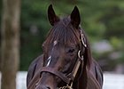 Japan's Stay Gold, Sired Orfevre, Dead at 21 Japan's Stay Gold, Sired Orfevre, Dead at 21