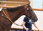 Qatari Interests Boost Day 2 at Tattersalls Qatari Interests Boost Day 2 at Tattersalls