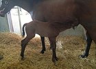 Hay Jude Delivers Paddy O'Prado Colt Hay Jude Delivers Paddy O'Prado Colt