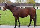 Shendaya, Lot 614, a Danehill Dancer mare in foal to Sinndar, who was purchased for €40,000 ($54,949) by Eric Puerari.