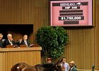 Hip 446, Tiznow filly, brought $1.75 Million.