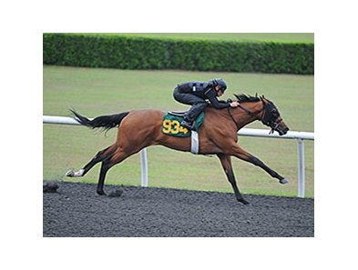 Ocala Breeders' Sales Co. spring breeze show.
