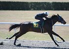 Three Fillies Breeze Under :10 at OBS March Three Fillies Breeze Under :10 at OBS March
