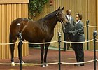 Ragtime Hope, Hip 835, sold for $675,000 on November 8.