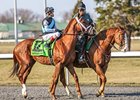 Capo Bastone tries for his first stakes win in the Derby Trial Stakes (gr. III) Saturday, April 27 at Churchill Downs.<br><a target="blank" href="http://photos.bloodhorse.com/AtTheRaces-1/at-the-races-2013/27257665_QgCqdh#!i=2475283358&k=4ztJZw7">Order Th