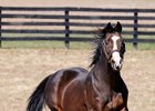 Hansel was the oldest living Triple Crown classic winner