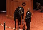 Hip 924, a Medaglia d'Oro colt, was purchased for $440,000 on October 23.