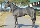 2-year-old Smart Strike colt brought $1.8 million at the Ocala Breeders' Sales Co. March sale of 2-year-olds in training.