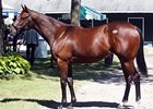 Hip 23, by Distorted Humor out of Cascading, sold for $1 million.